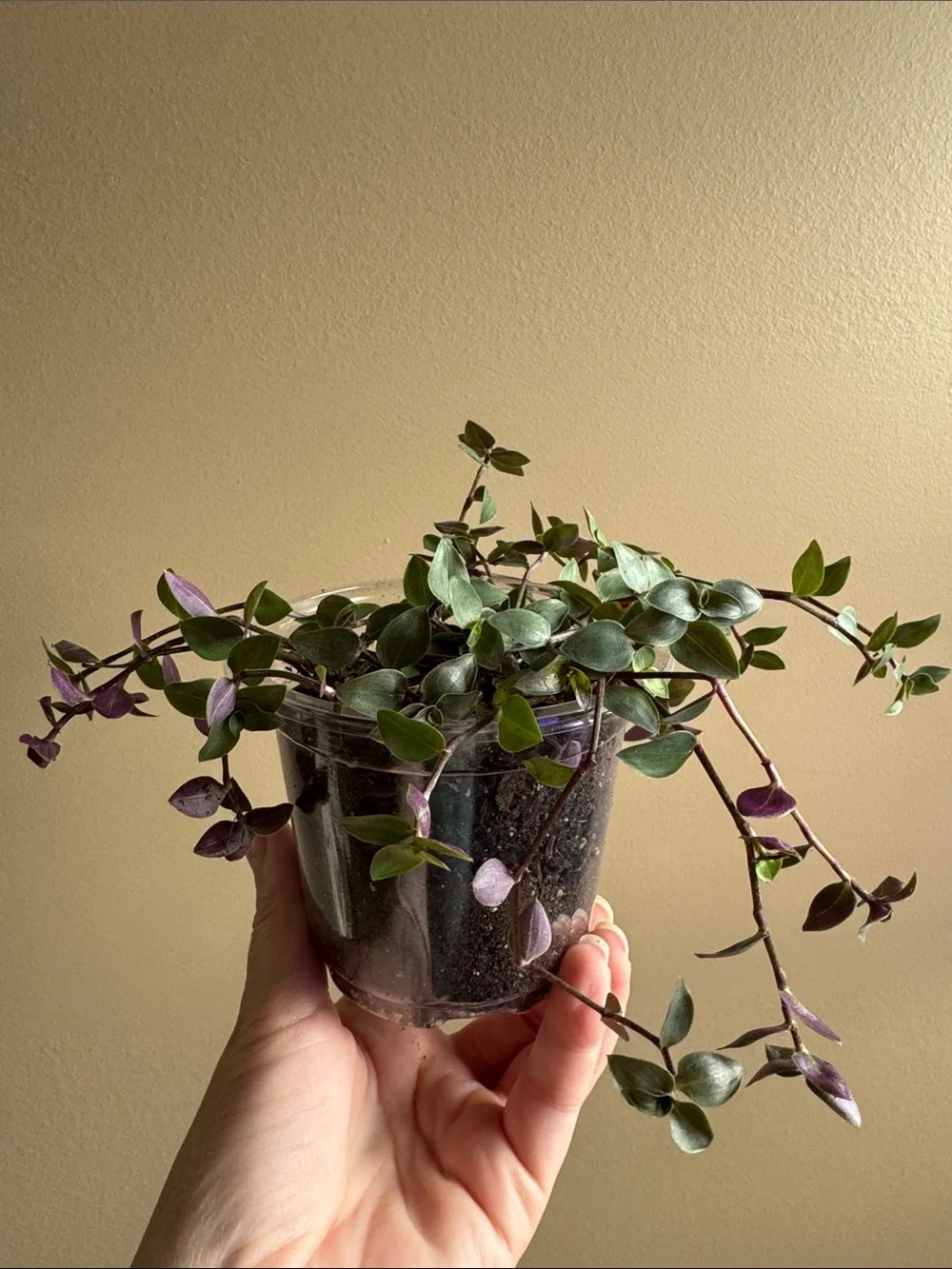 Callisia repens - aka Turtle Vine